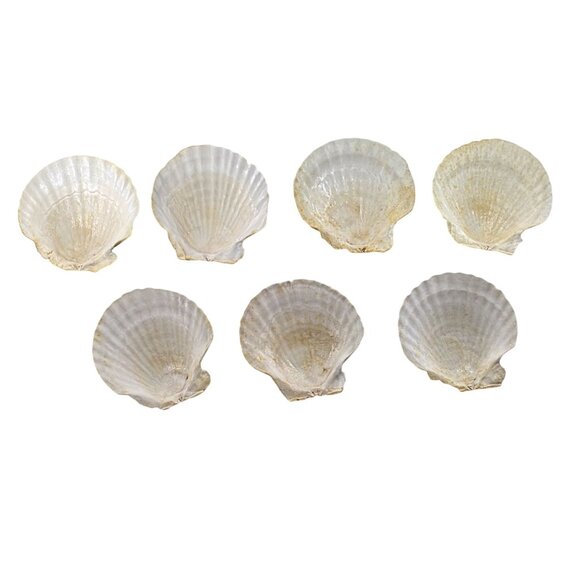 Set Of 7 White Scallop Seashells For Crafting Decor Or Beach-Themed Projects - Picture 2 of 16